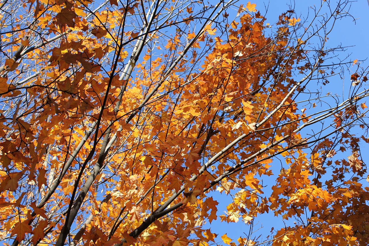 autumn leaves fall colors free photo