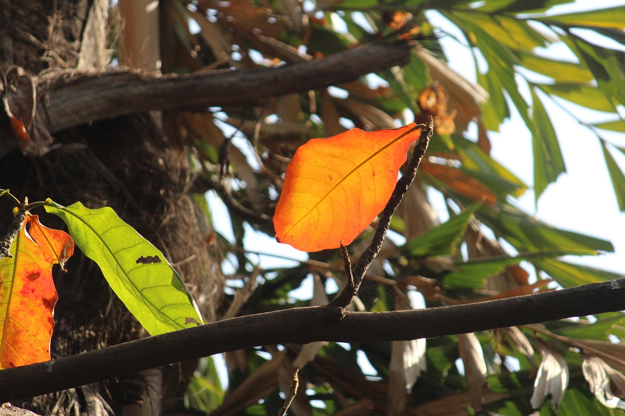 autumn leaves fall free photo