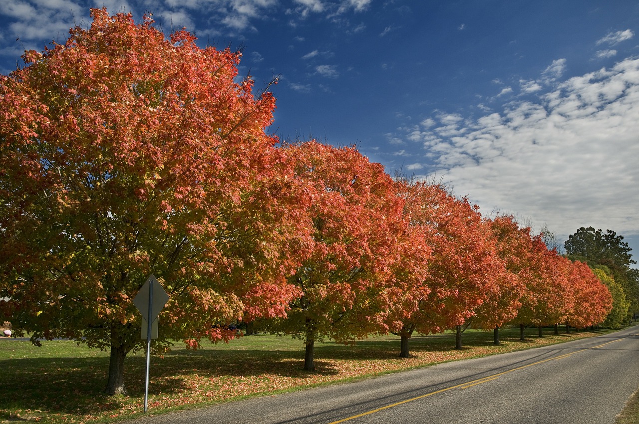 autumn trees street free photo