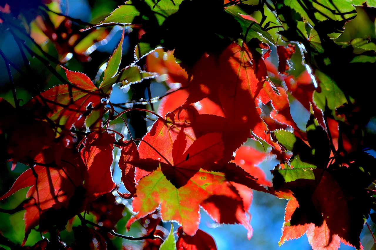 autumn leaves foliage free photo