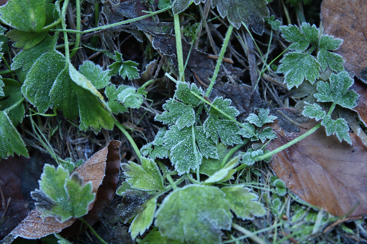 autumn winter frost free photo