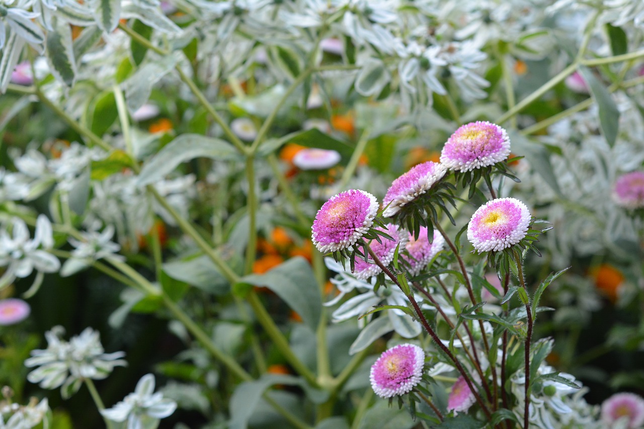 autumn flowers nature free photo