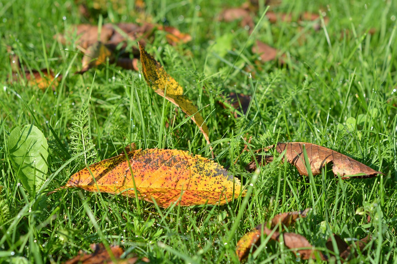 autumn gold foliage free photo