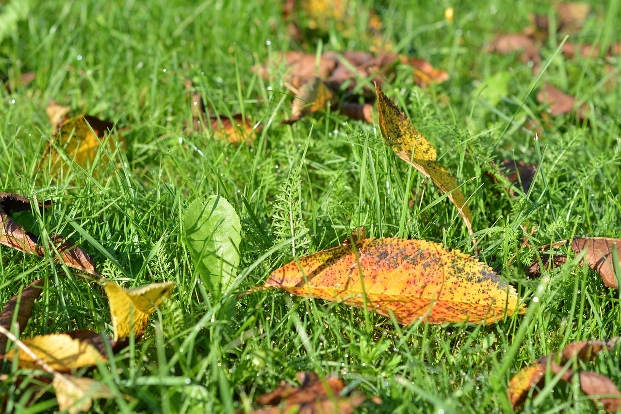 autumn gold foliage free photo