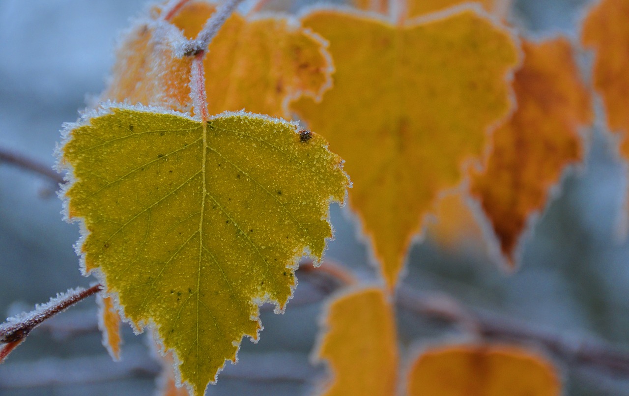 autumn frost hoarfrost free photo