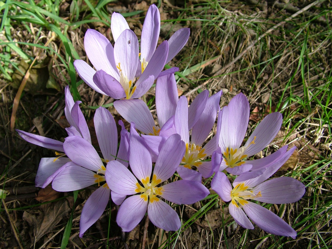 autumn flower herbstzeitlose free photo