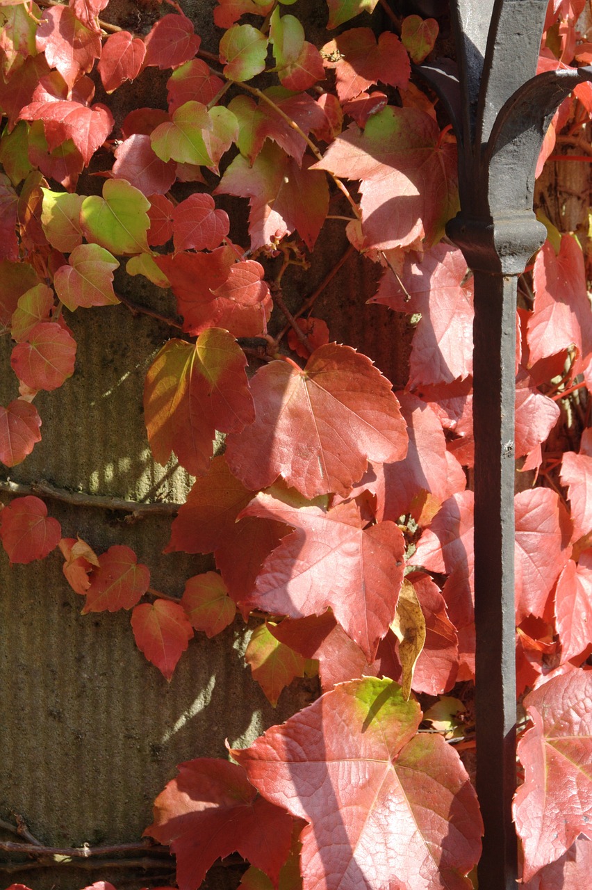 autumn vine leaves in the autumn free photo