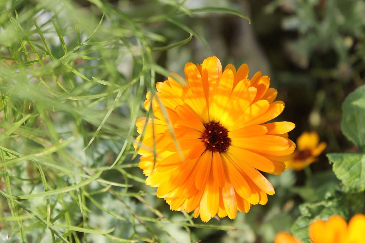 autumn flowers yellow free photo