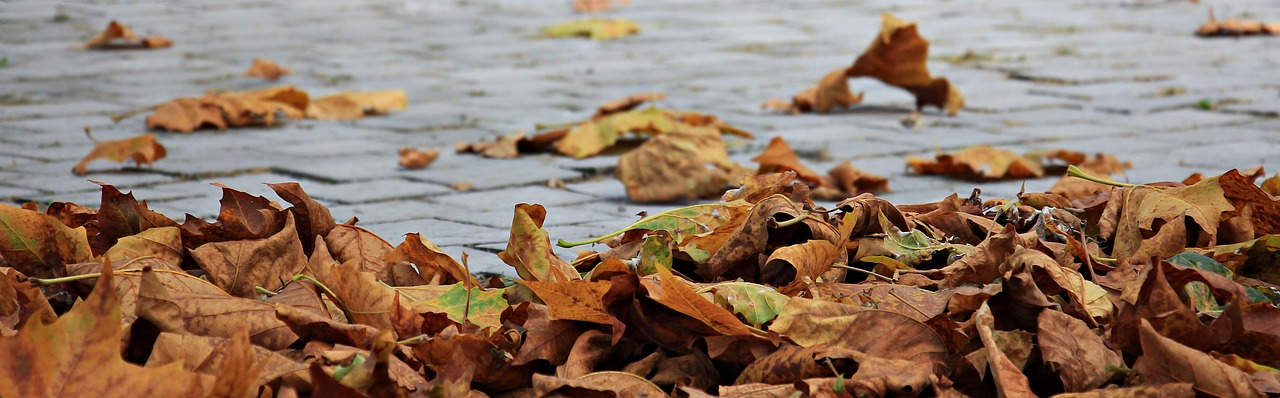 autumn leaves golden autumn free photo