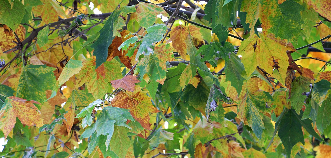 autumn leaves golden autumn free photo