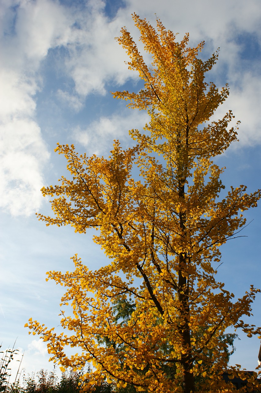 autumn trees ginko free photo