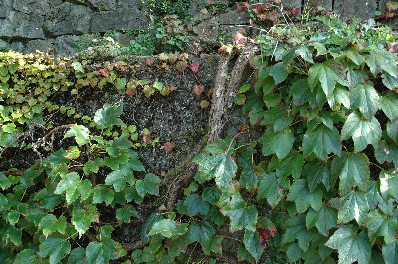 autumn leaves wall free photo