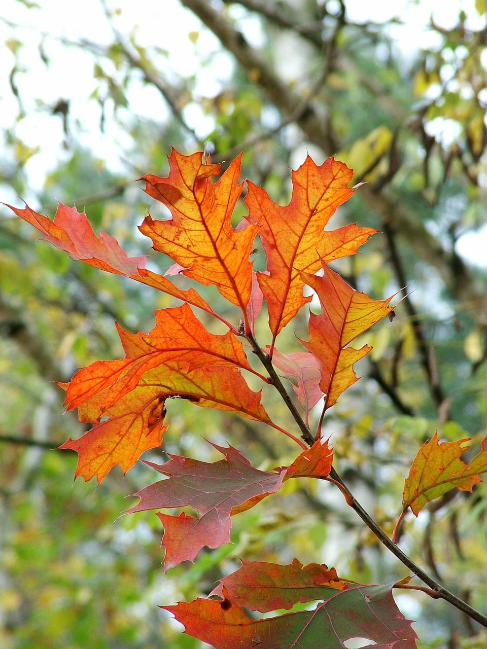 autumn leaves golden free photo