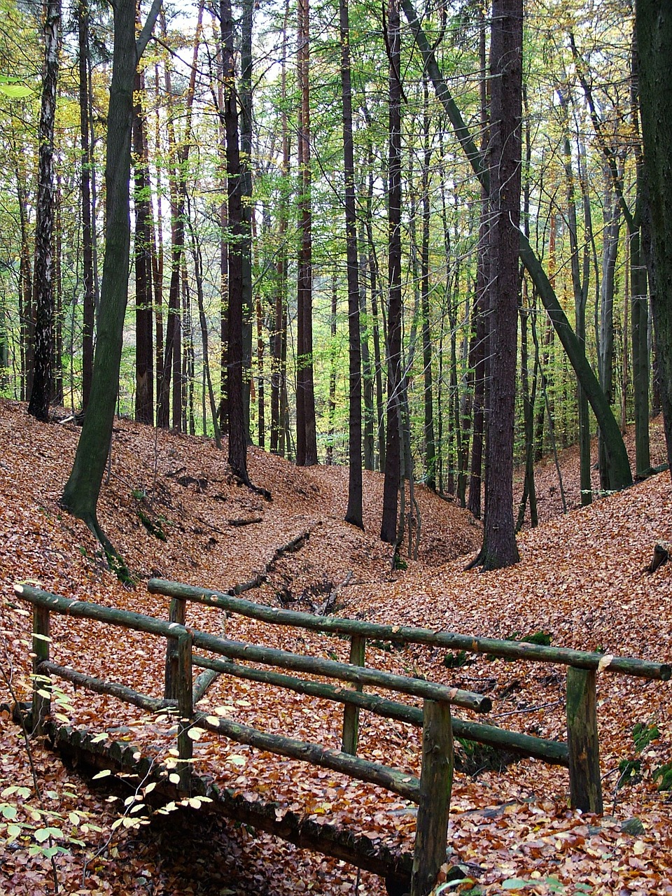 autumn forest bridge free photo