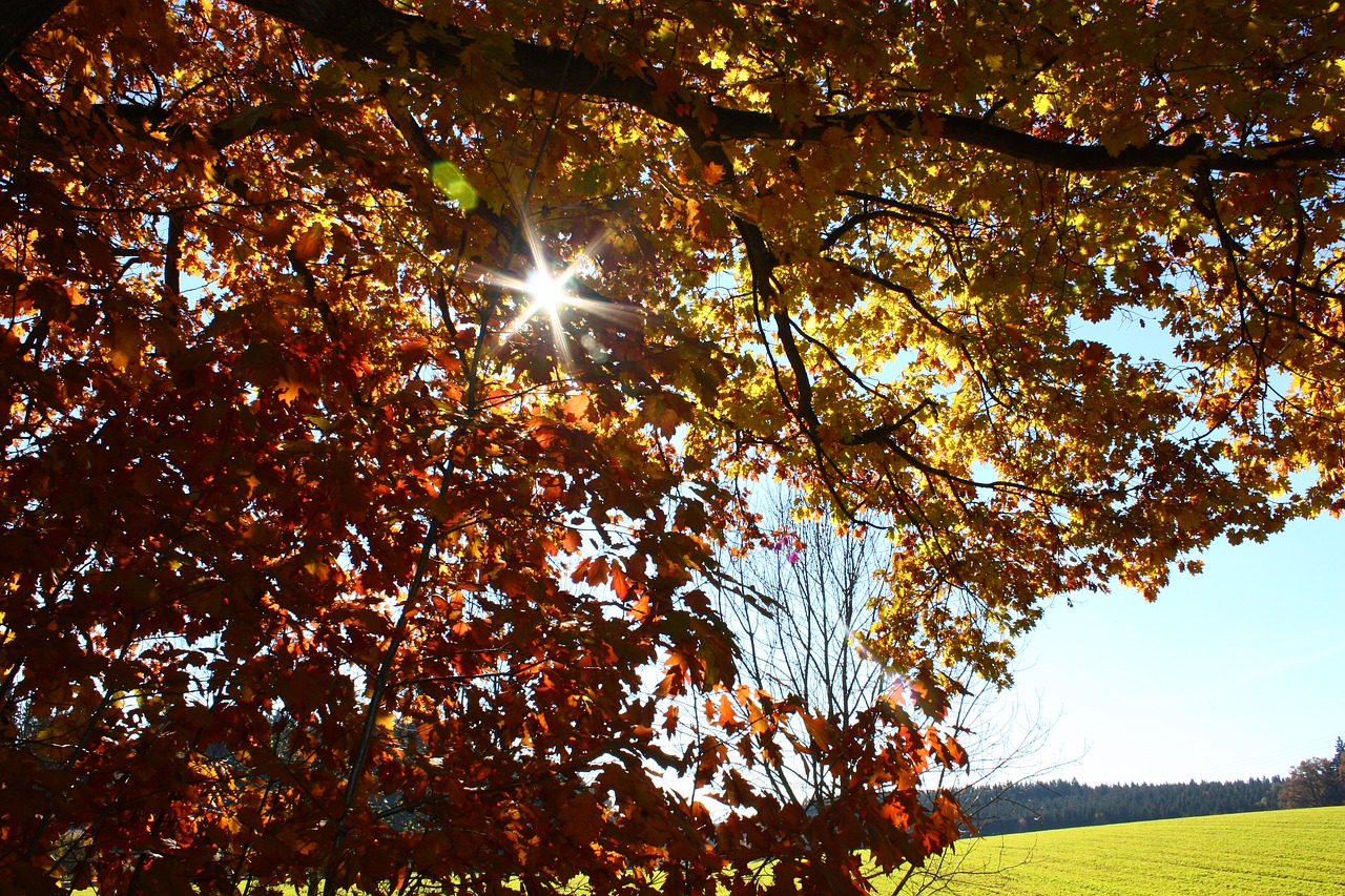 autumn mood golden autumn free photo