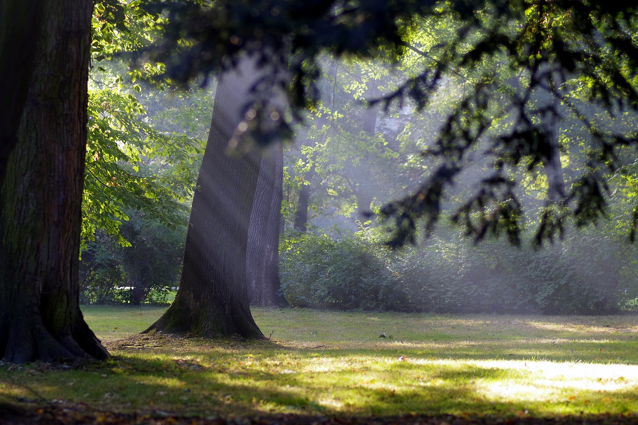 autumn morning the sun's rays free photo