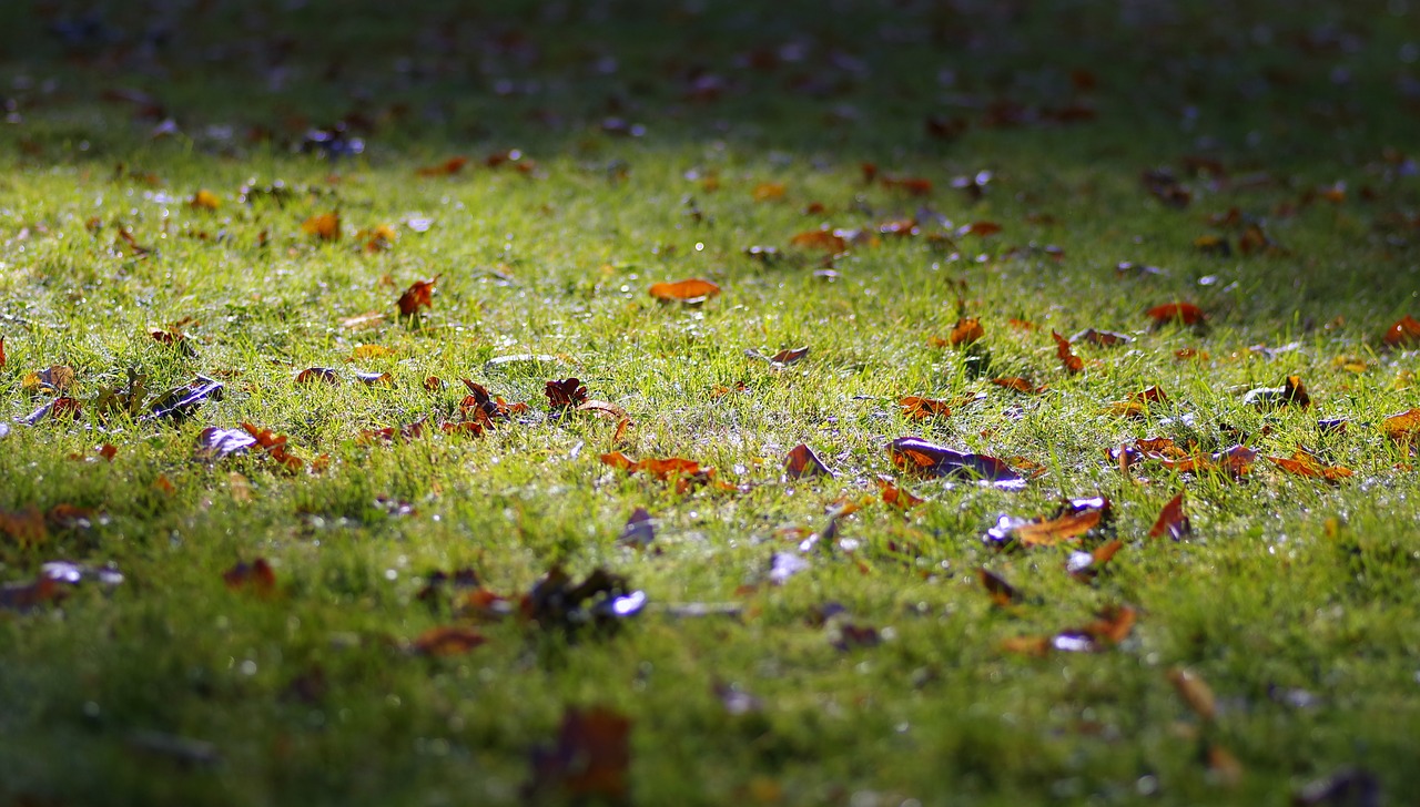 autumn grass foliage free photo