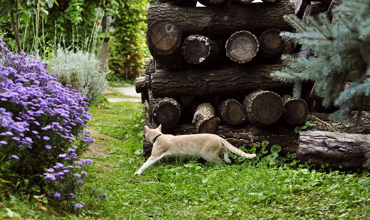 autumn garden kitten free photo