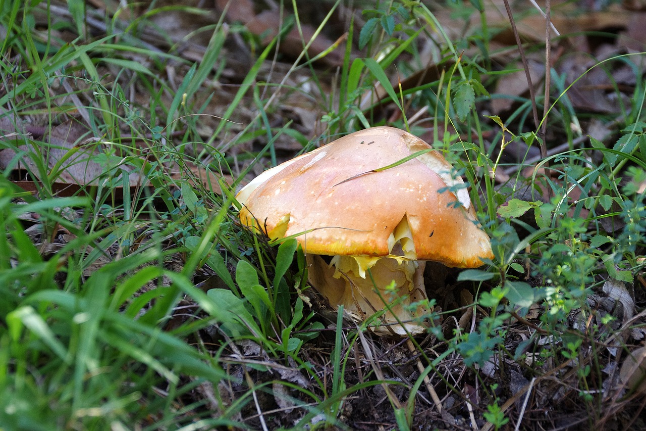 autumn mushrooms fungus free photo
