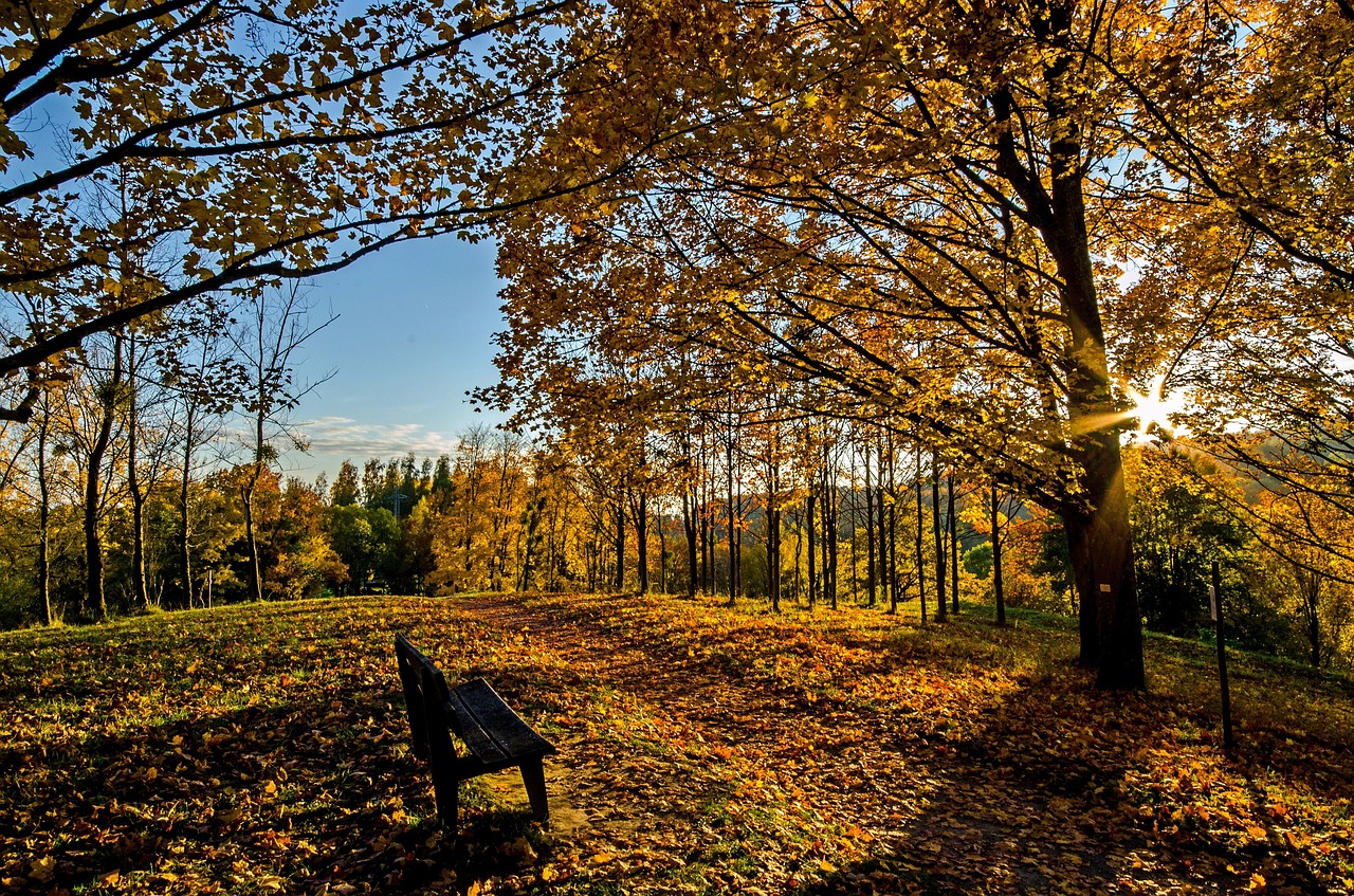 autumn golden autumn leaves free photo