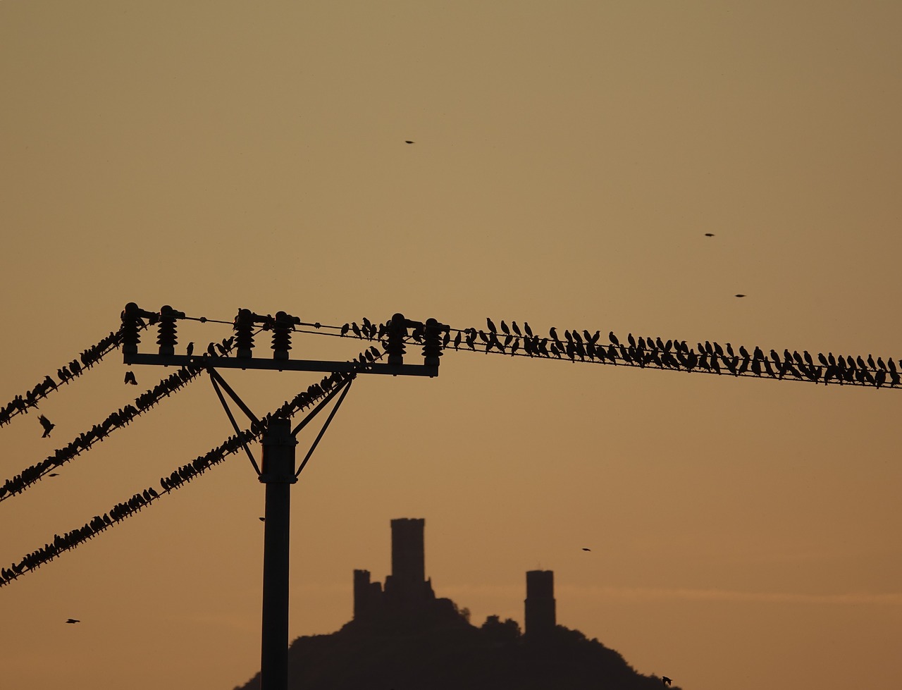autumn starlings birds free photo