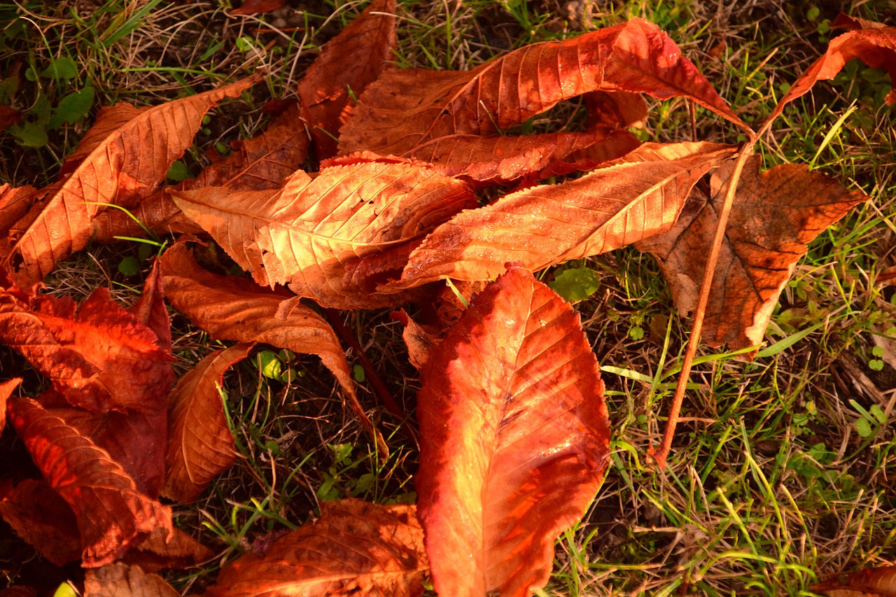 autumn leaves leaves in the autumn free photo