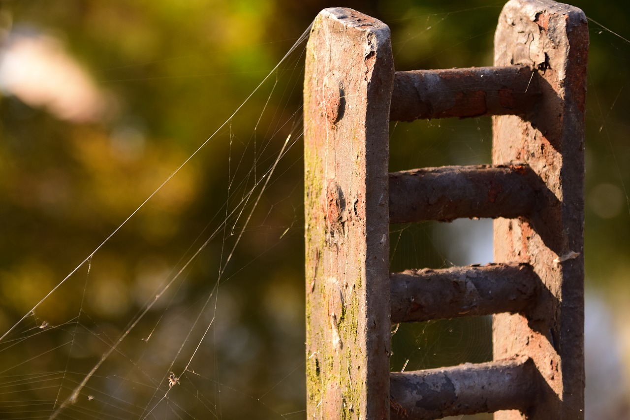 autumn indian summer spider webs free photo