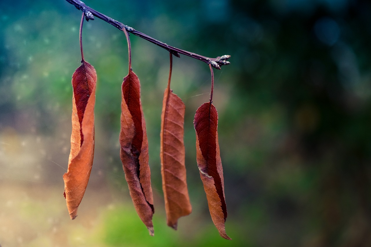 autumn yellow yellowed free photo