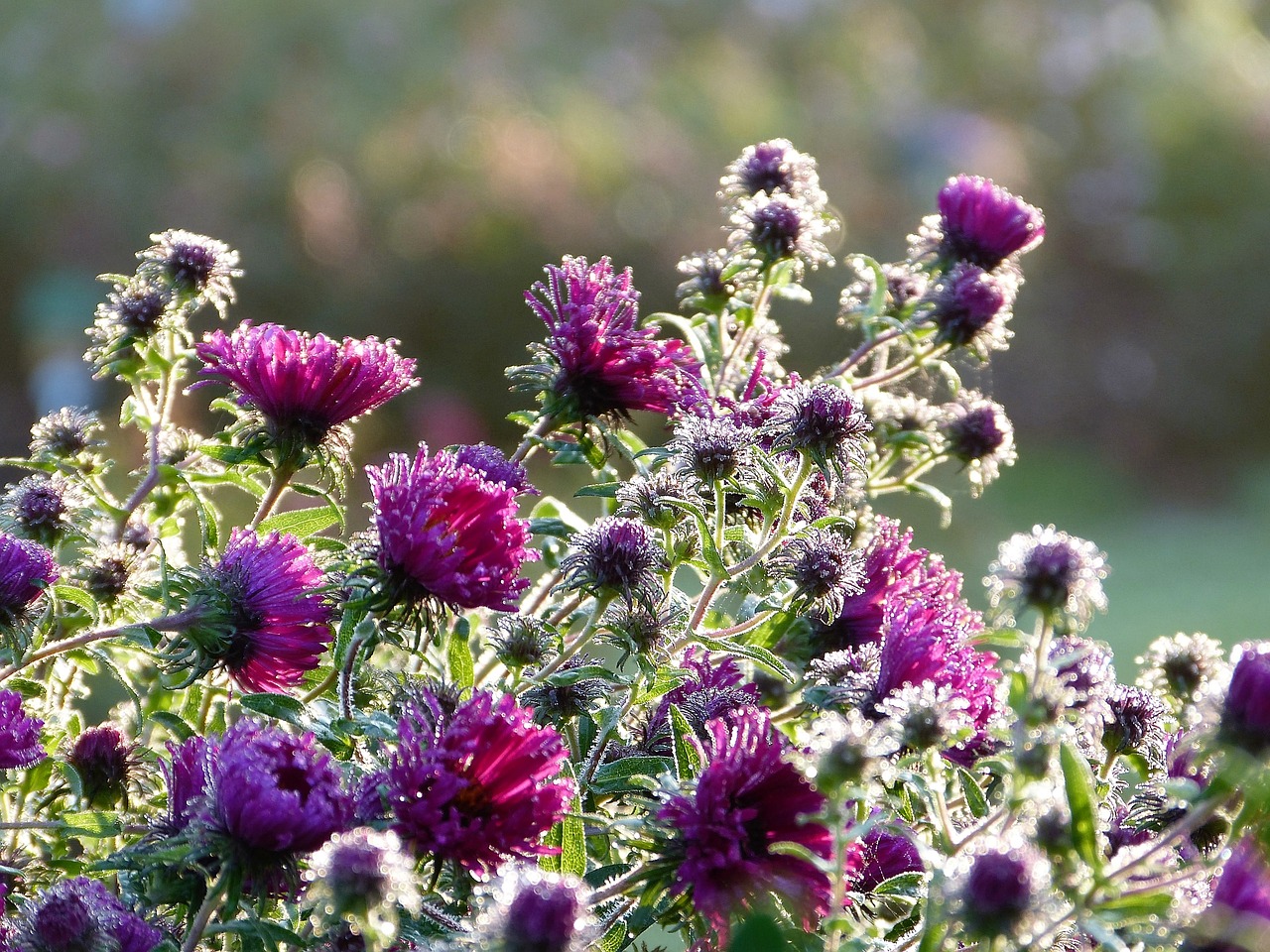 autumn flowers asters free photo