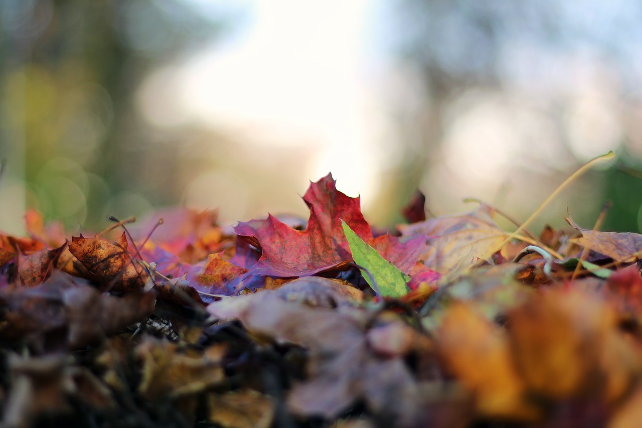 autumn leaves fall foliage free photo