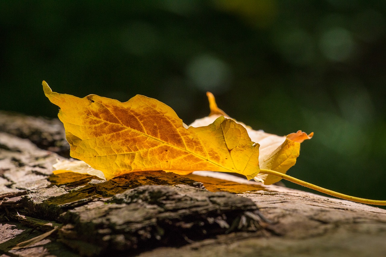 autumn leaf leaves free photo