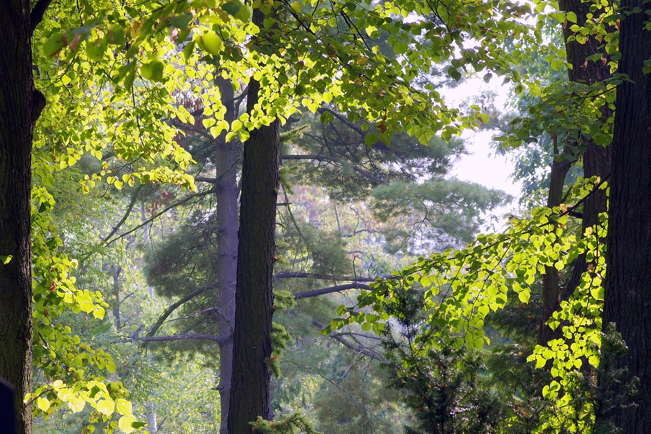 autumn forest gold free photo