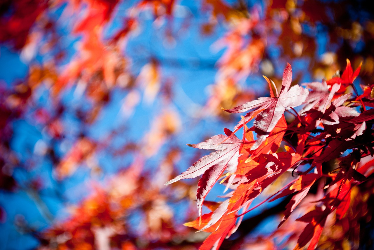 autumn leaves red free photo