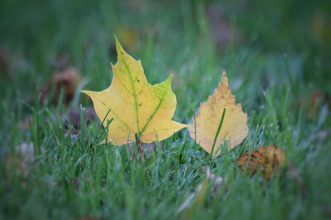 autumn foliage autumn leaves free photo