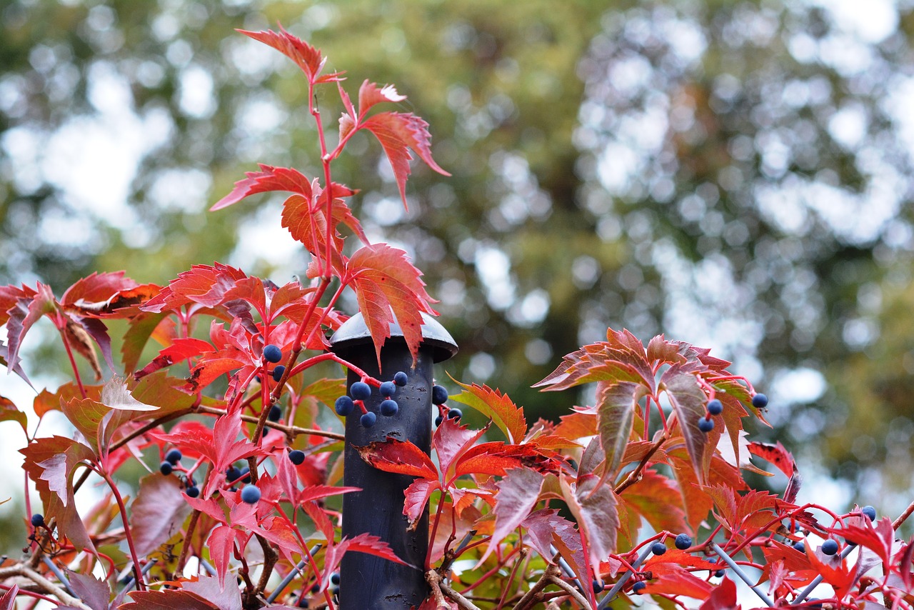 autumn red wild wine free photo