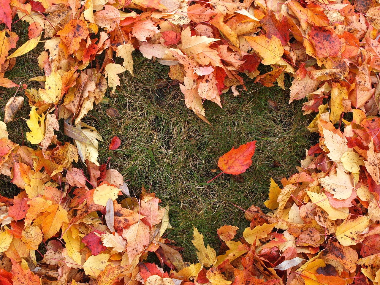 autumn love heart free photo