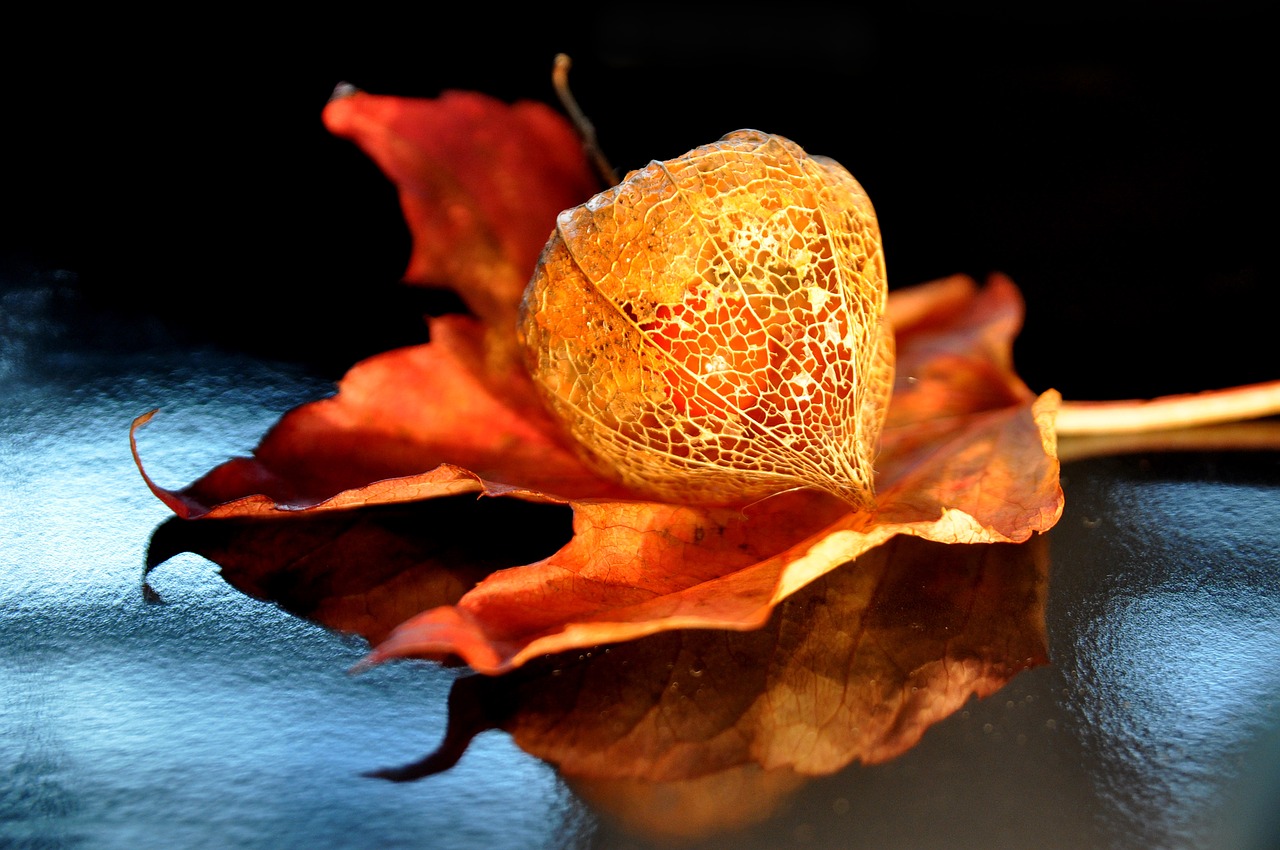autumn physalis lampionblume free photo
