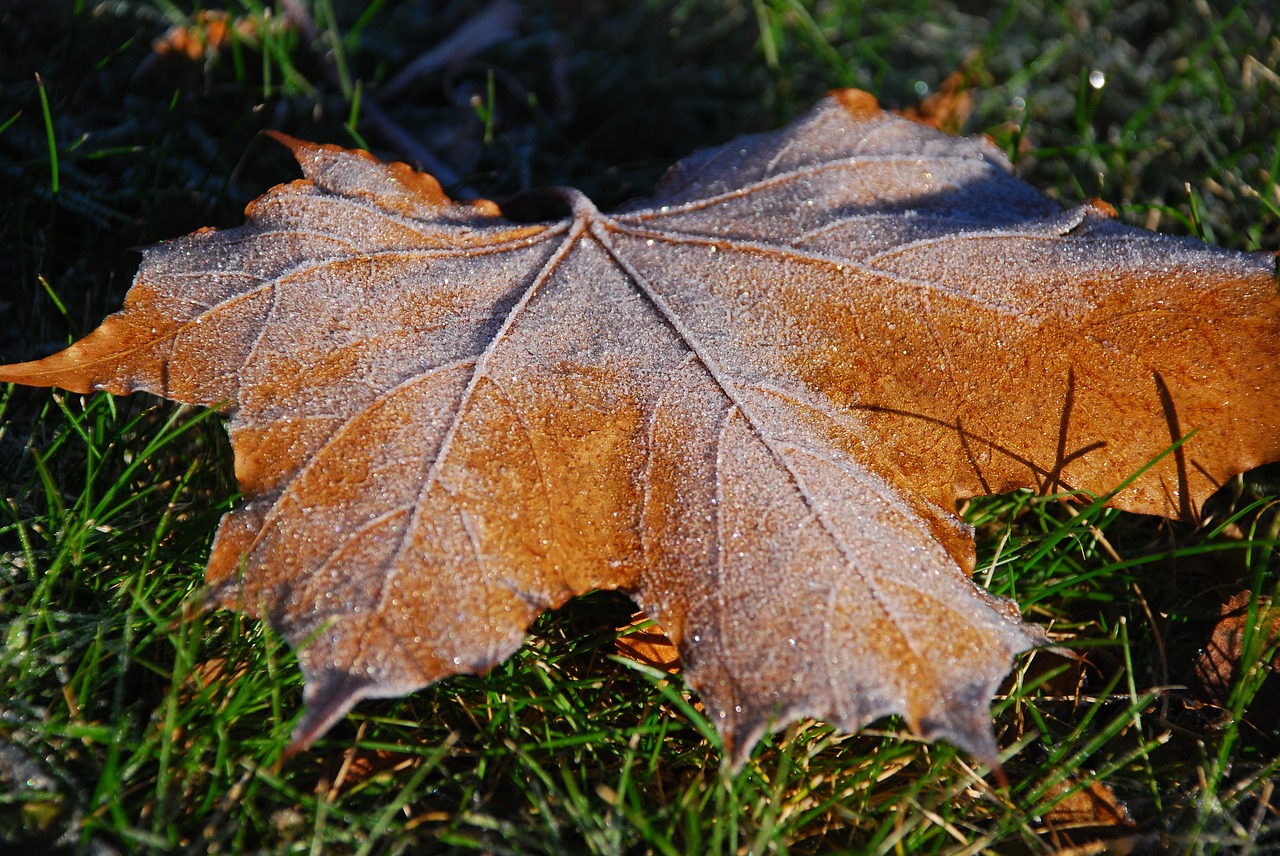 autumn leaf fallen leaves free photo