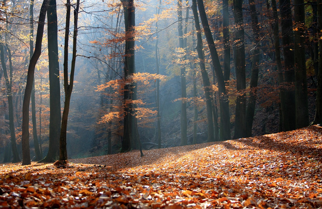 autumn forest nature free photo