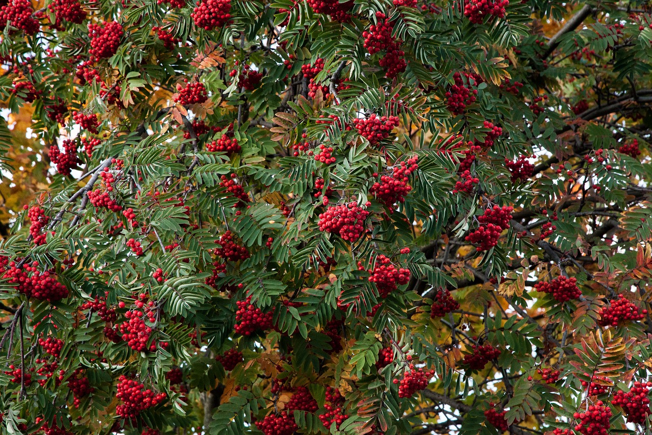 autumn rowan mountain ash free photo