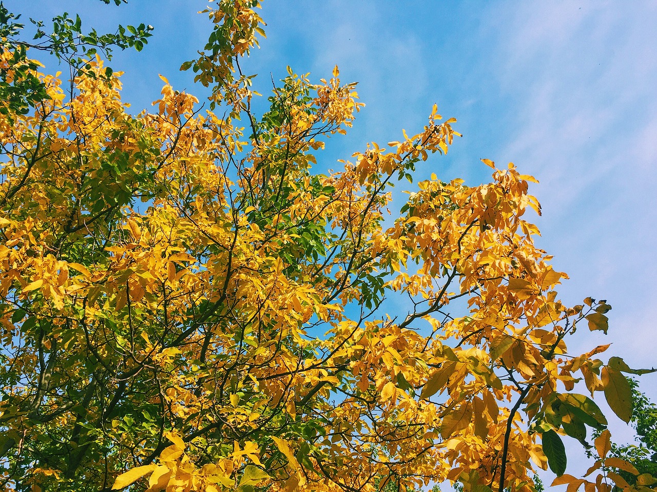 autumn trees leaves free photo