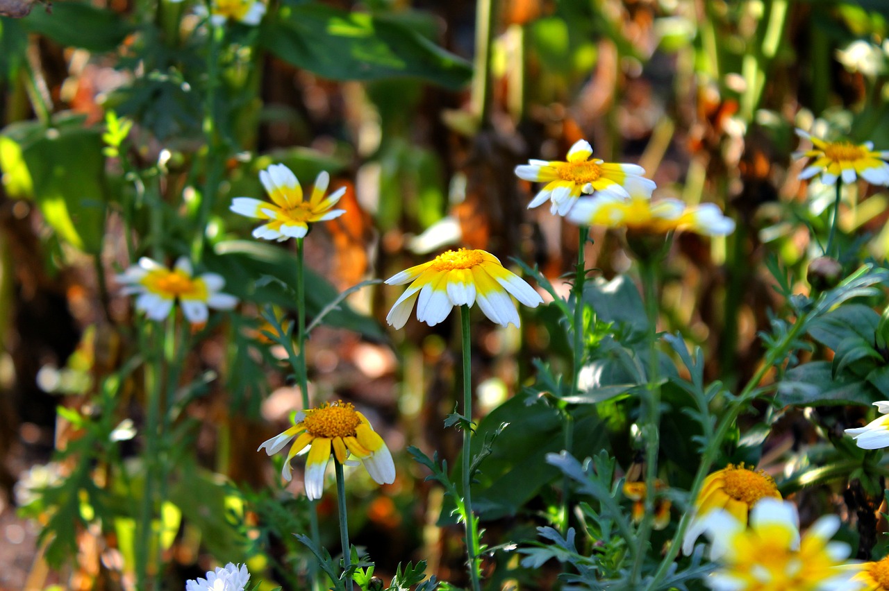 autumn daisy beautiful flowers free photo