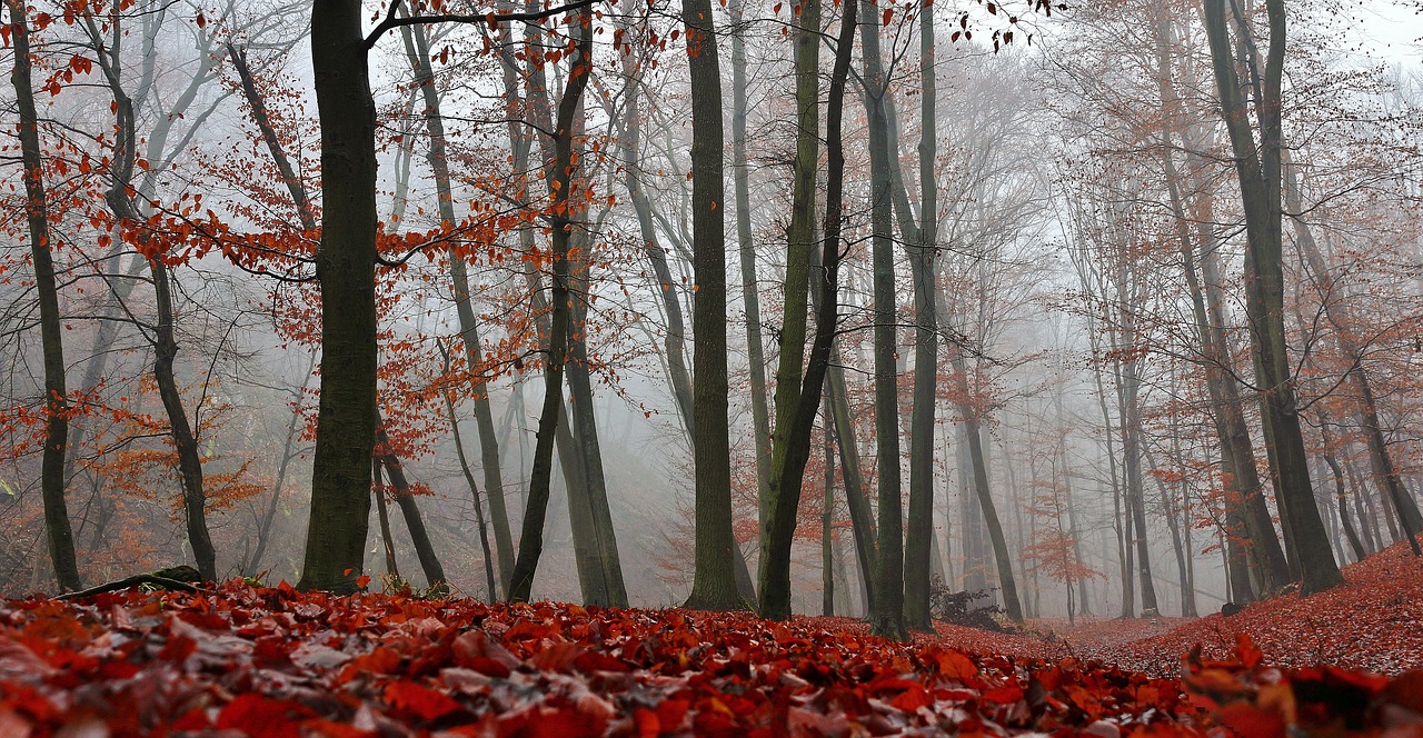 autumn nature forest free photo