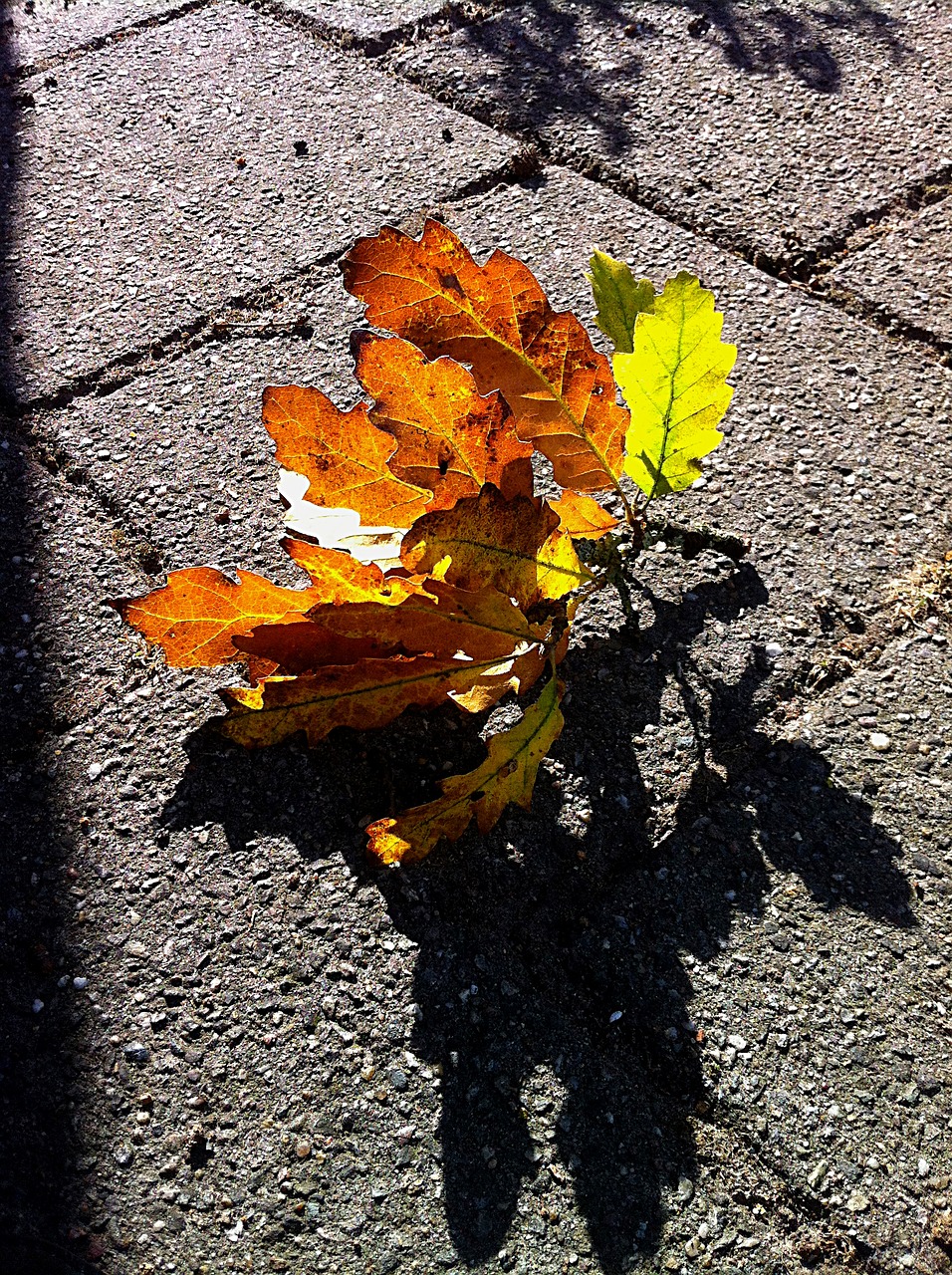 autumn oak leaf leaves free photo