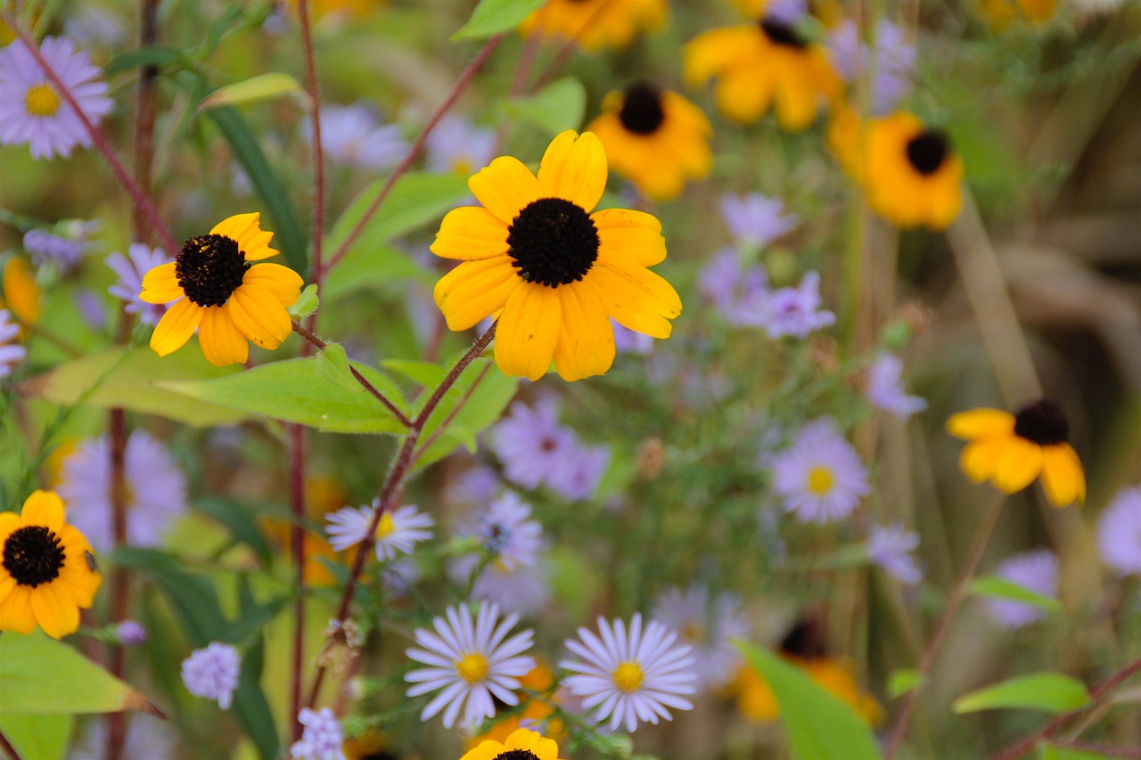 autumn flowers purple free photo