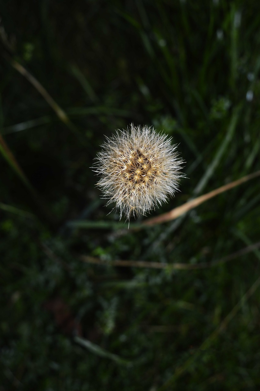 autumn flower plant free photo