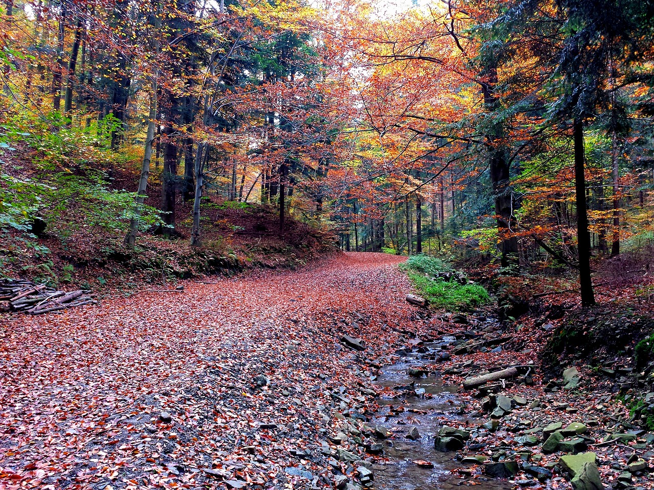 autumn forest way free photo