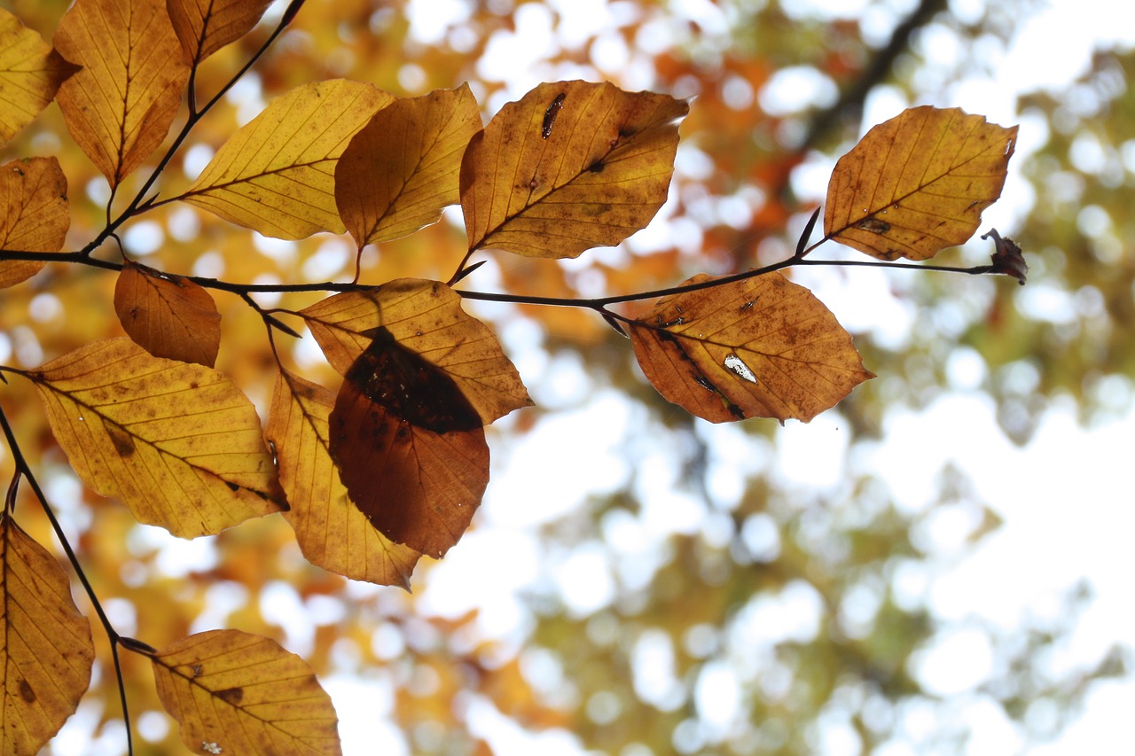 autumn leaves golden autumn free photo