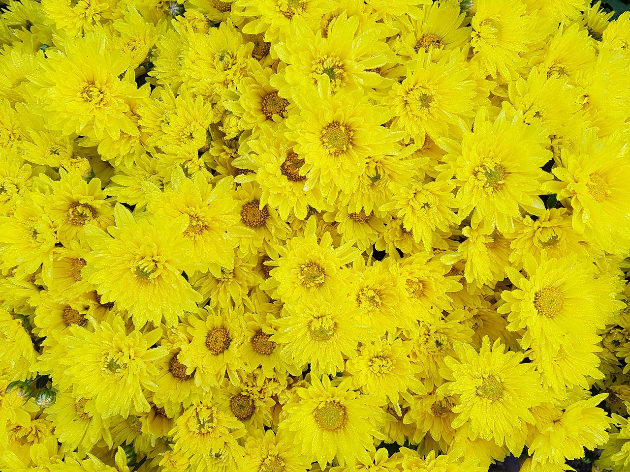 autumn chrysanthemum small yellow flowers free photo