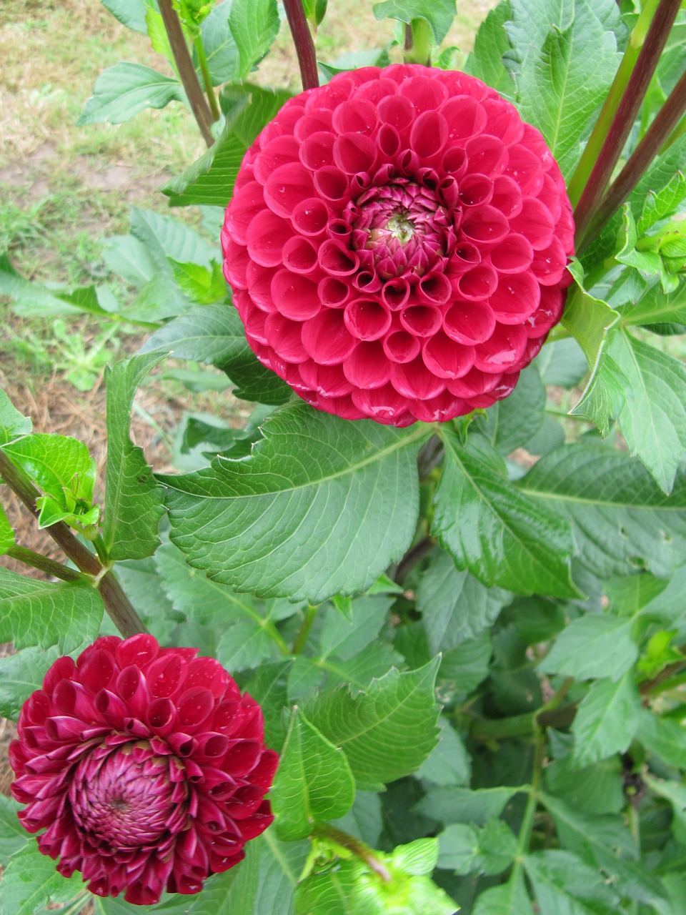 dahlia autumn autumn flower free photo